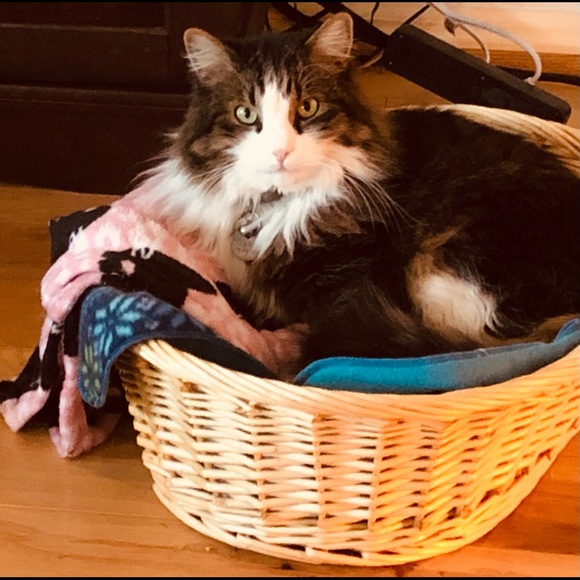 Meet your Posher, Donna - Picture 2 of 2